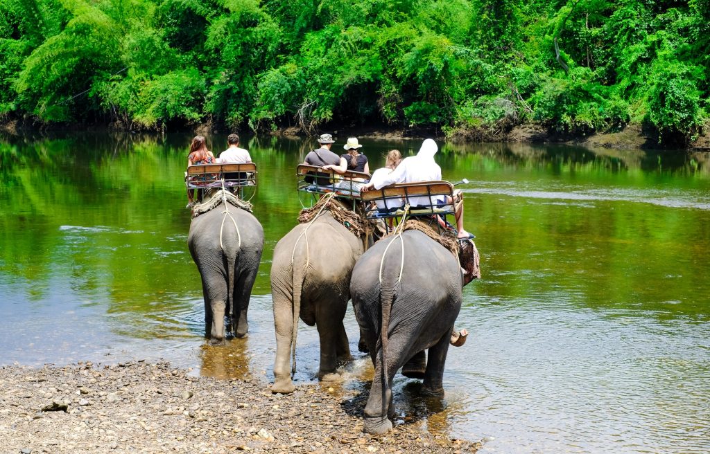 Elephants ride tourists near the river in the rainforest. ride on an elephant.
